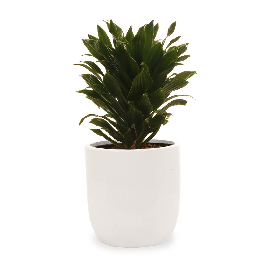 گیاه طبیعی دراسینا کامپکت گلیتال مدل GTL108