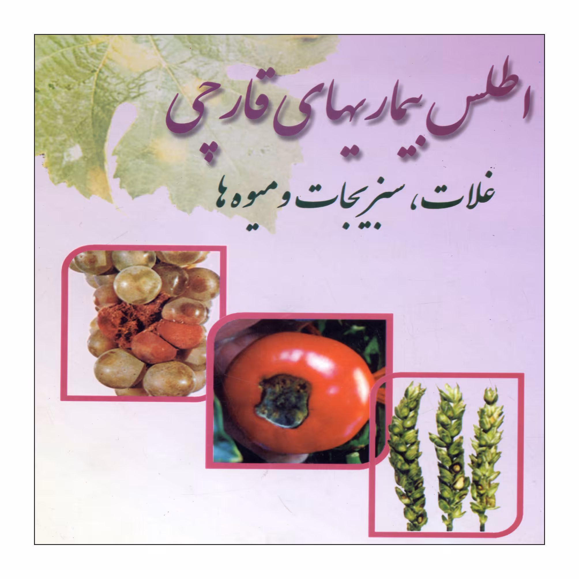 کتاب اطلس بیماری های قارچی اثر ساسان صادقی خامنه ای تبریزی ناشر علم کشاورزی