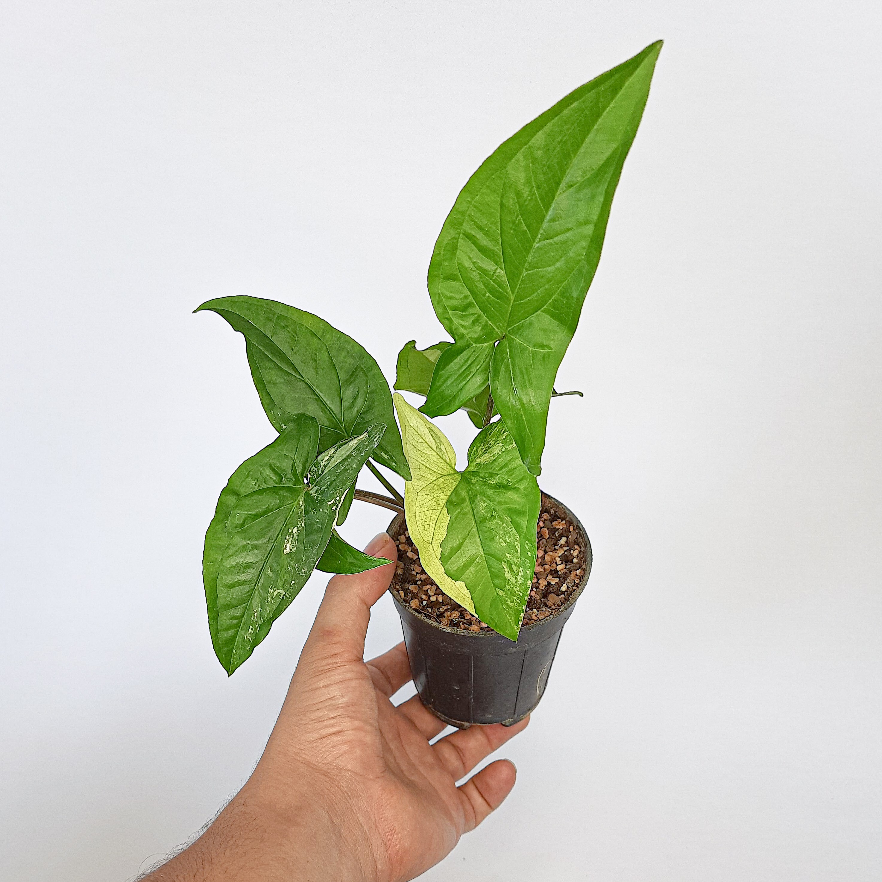 گل سینگونیوم ابلق گلدون سایز 8 سانتی (یکی یدونه)