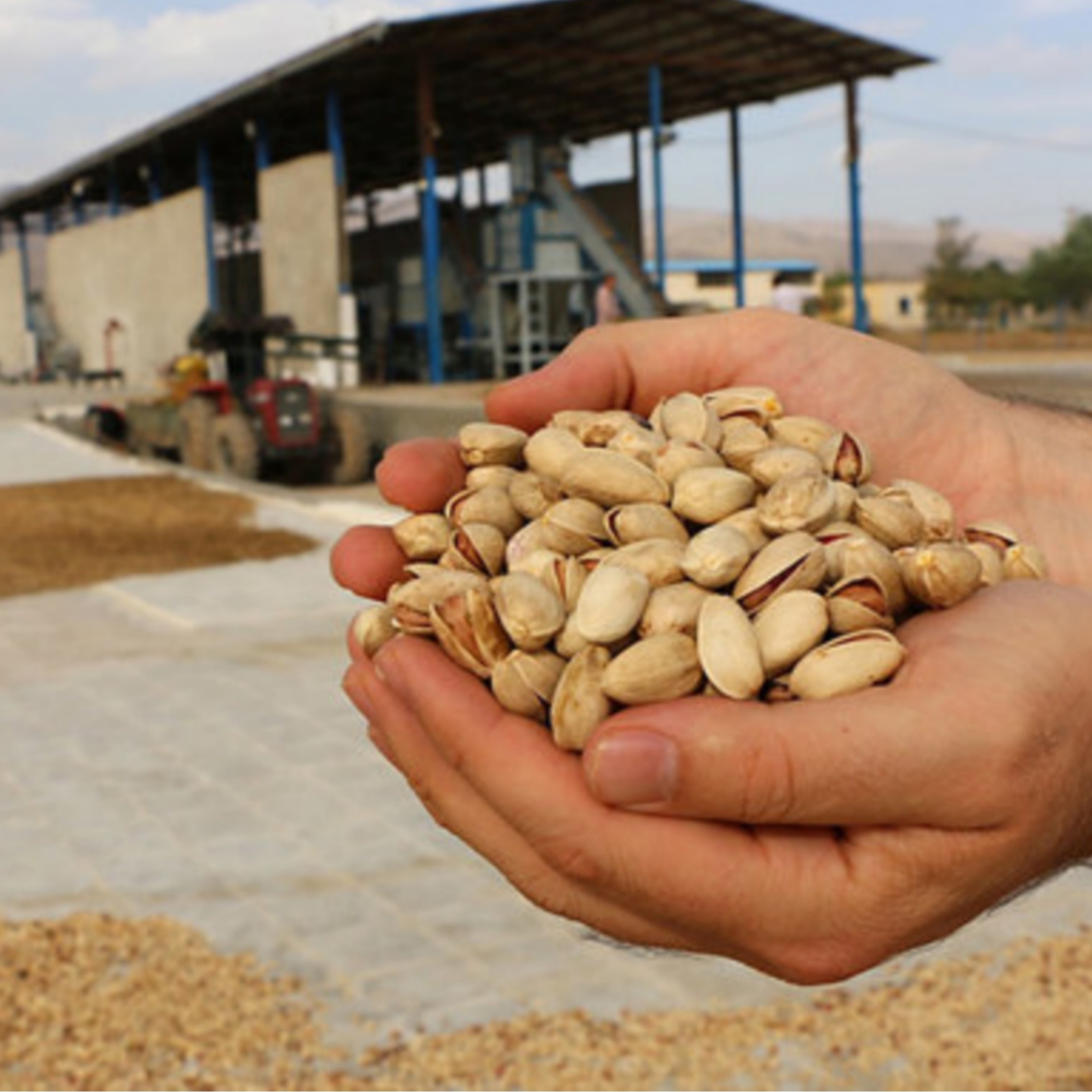 پسته امساله دامغان خوش طعم، درجه یک و با کیفیت در بسته های شش کیلو گرمی