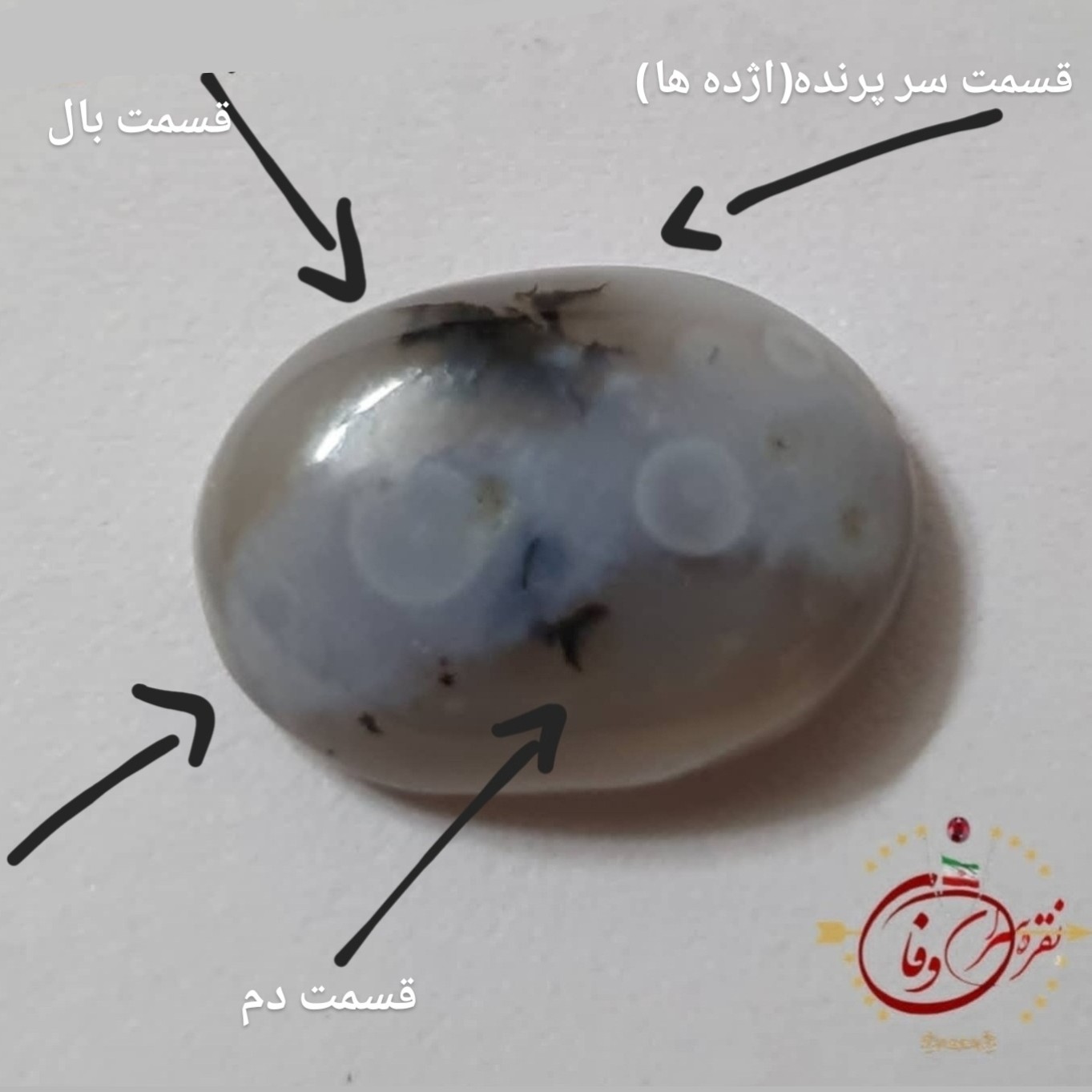 شجر دوچشم مصور