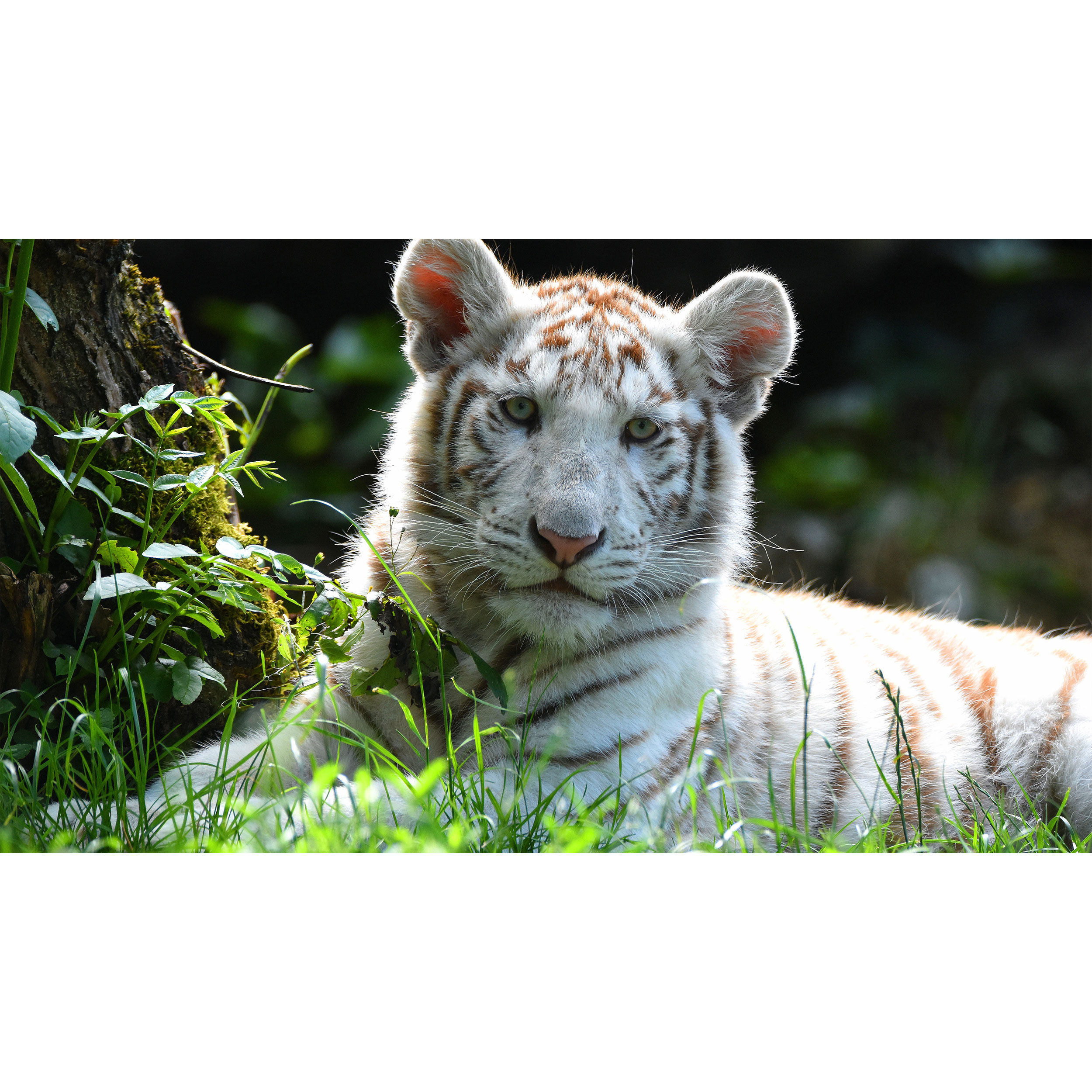 تابلو شاسی طرح ببر سفید مدل T7872