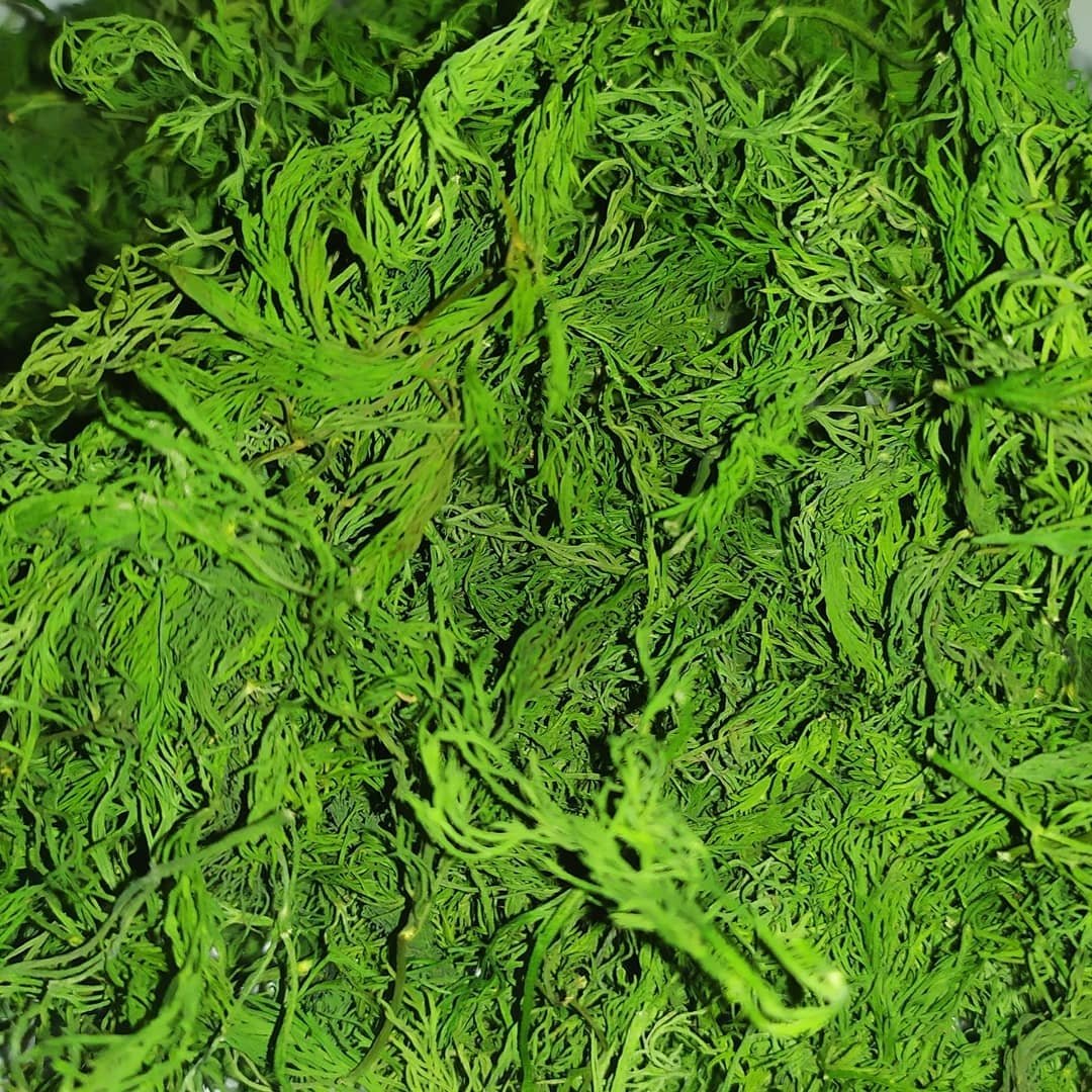 شوید سرگل 100 گرم