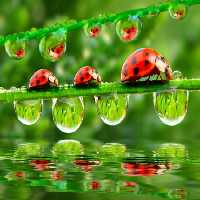 خرید و دانلود عکس جواهرهای طبیعت، بازتاب زندگی در قطرات آب | پیک فاکس | Pic Fox