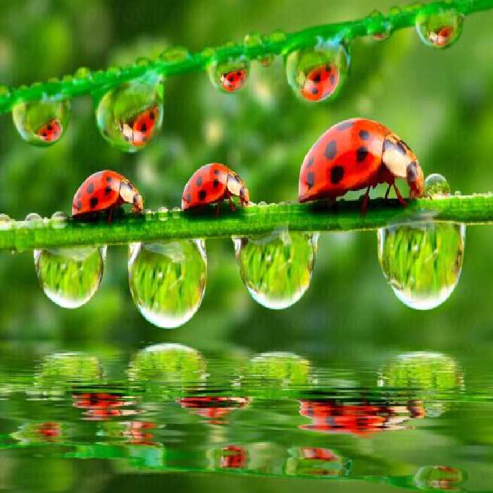 خرید و دانلود عکس جواهرهای طبیعت، بازتاب زندگی در قطرات آب | پیک فاکس | Pic Fox