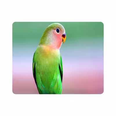 ماوس پد طرح پرنده طوطی مدل T8083