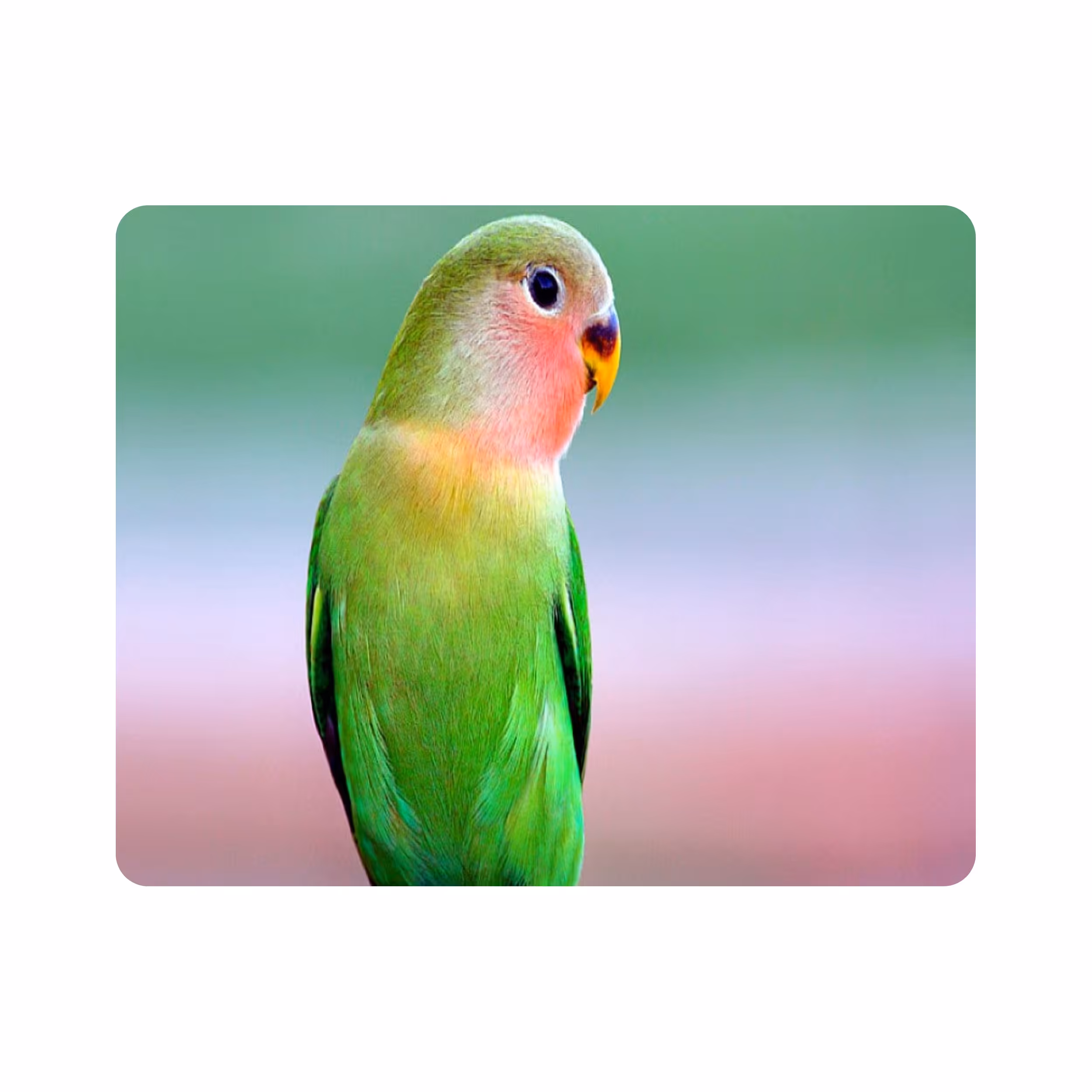 ماوس پد طرح پرنده طوطی مدل T8083