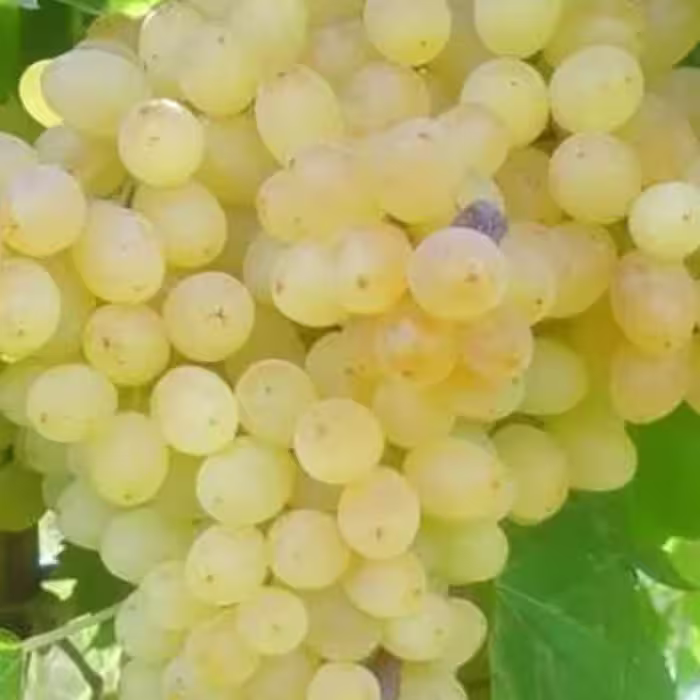 قلمه انگور عسگری سفید 10 عددی