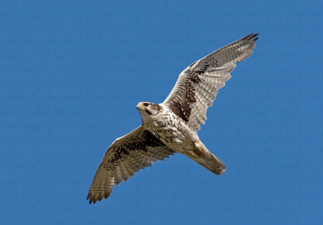 خرید و دانلود عکس Animals-Part-4 - کیفیت بالا | پیک فاکس | Pic Fox