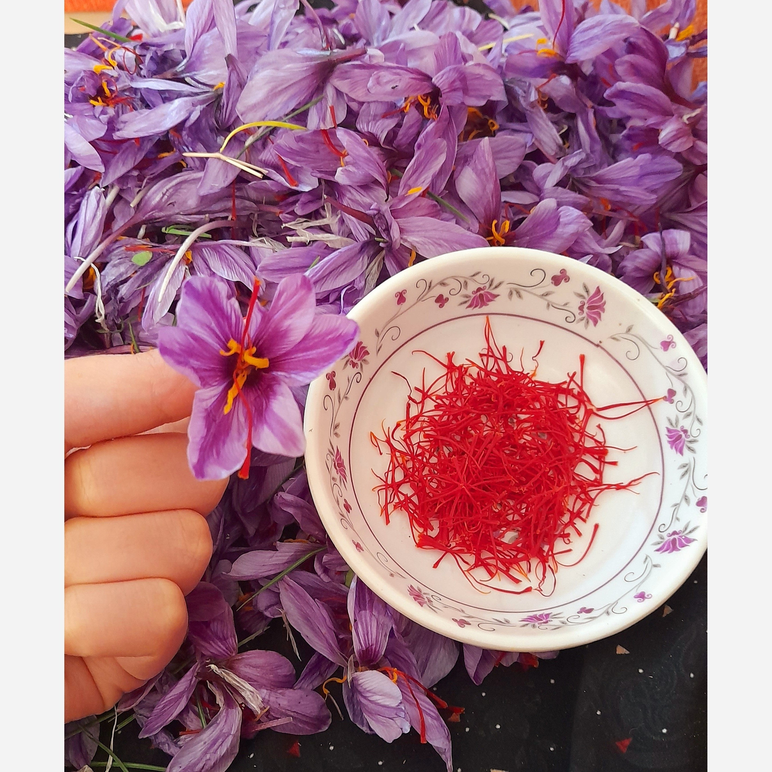 زعفران تازه یک گرمی