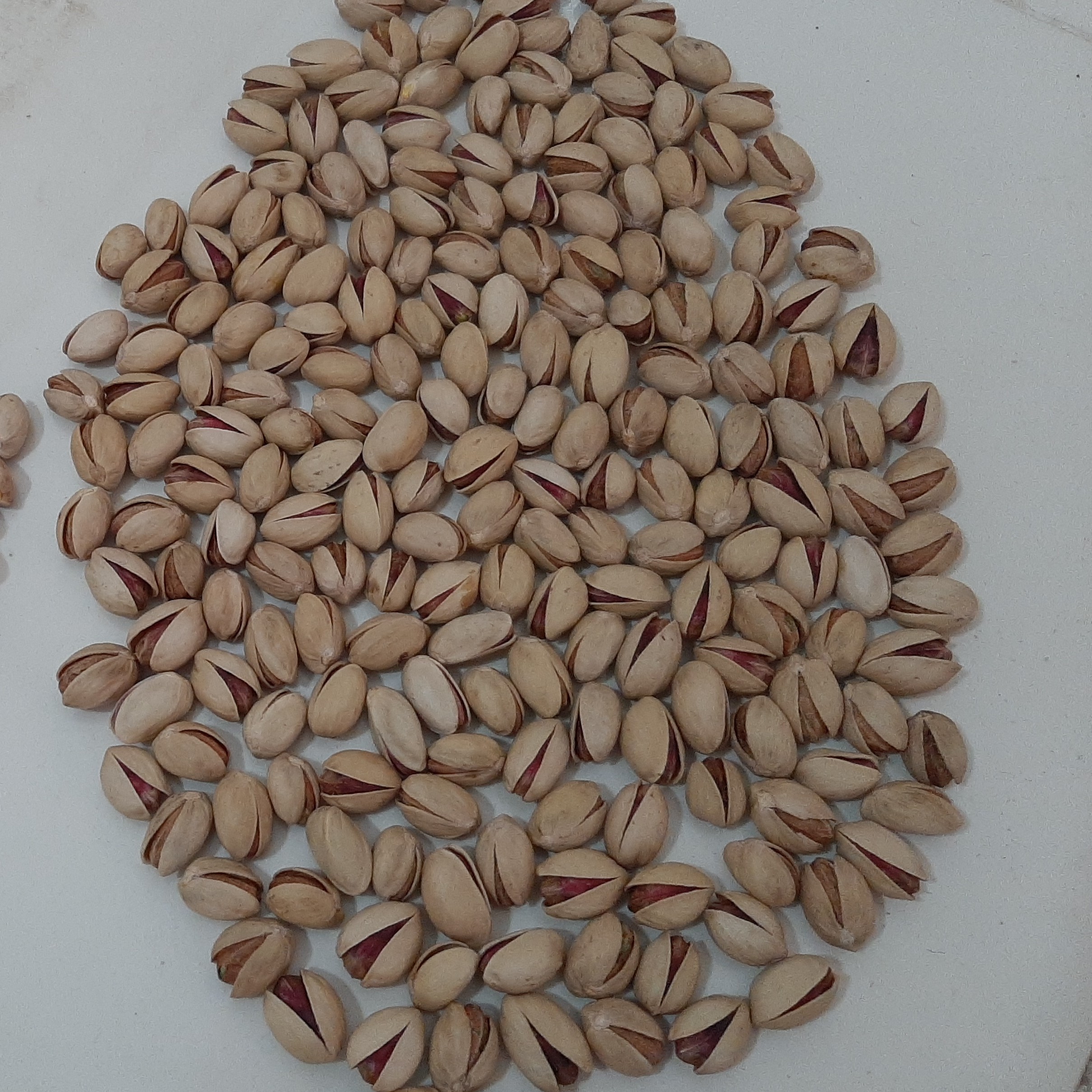 پسته فندوقی
