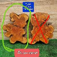 اسلایس زیتون