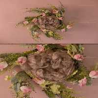 بک دراپ نوزادی با گل صورتی | گرافیک با طعم تربچه