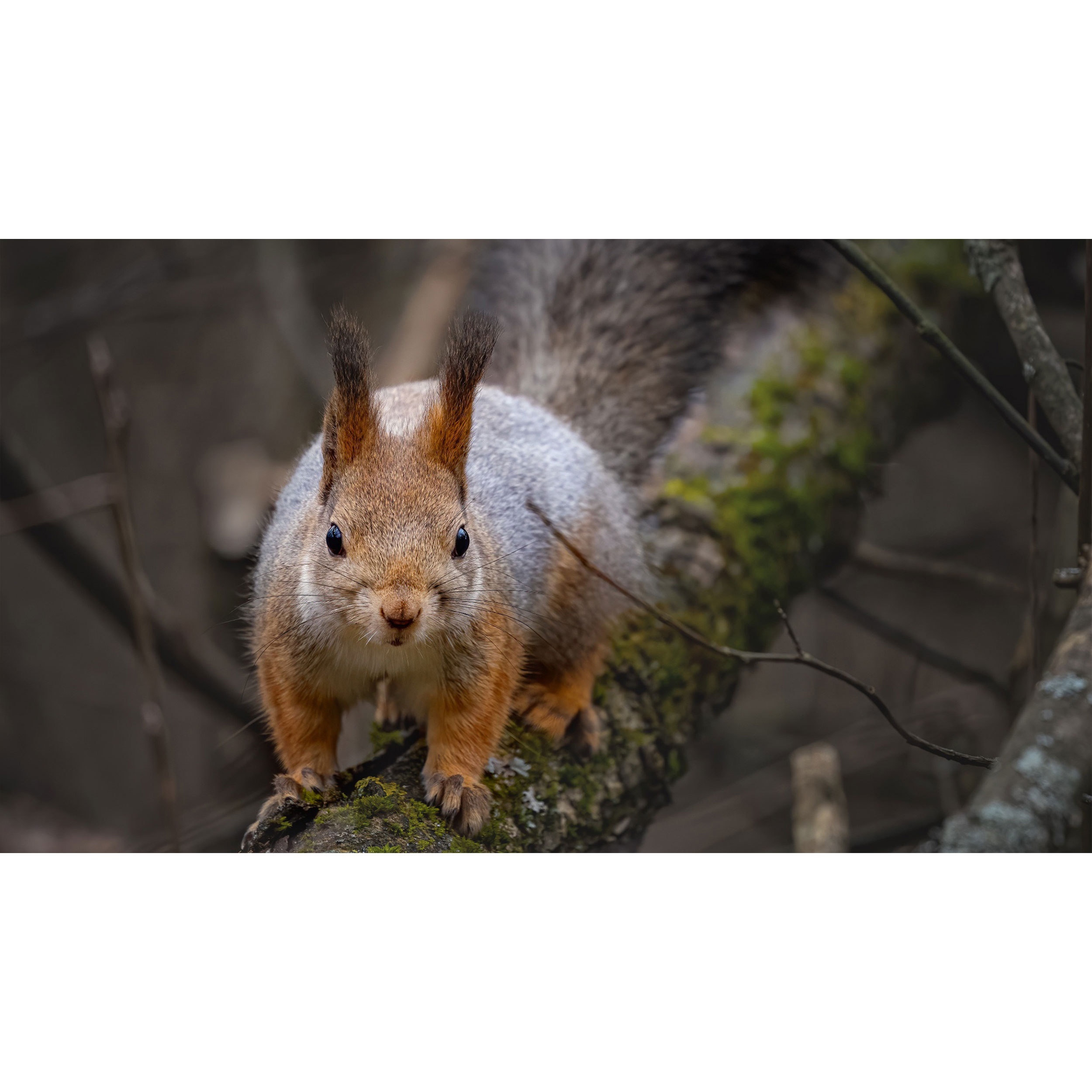 تابلو شاسی طرح خرگوش مدل T7955