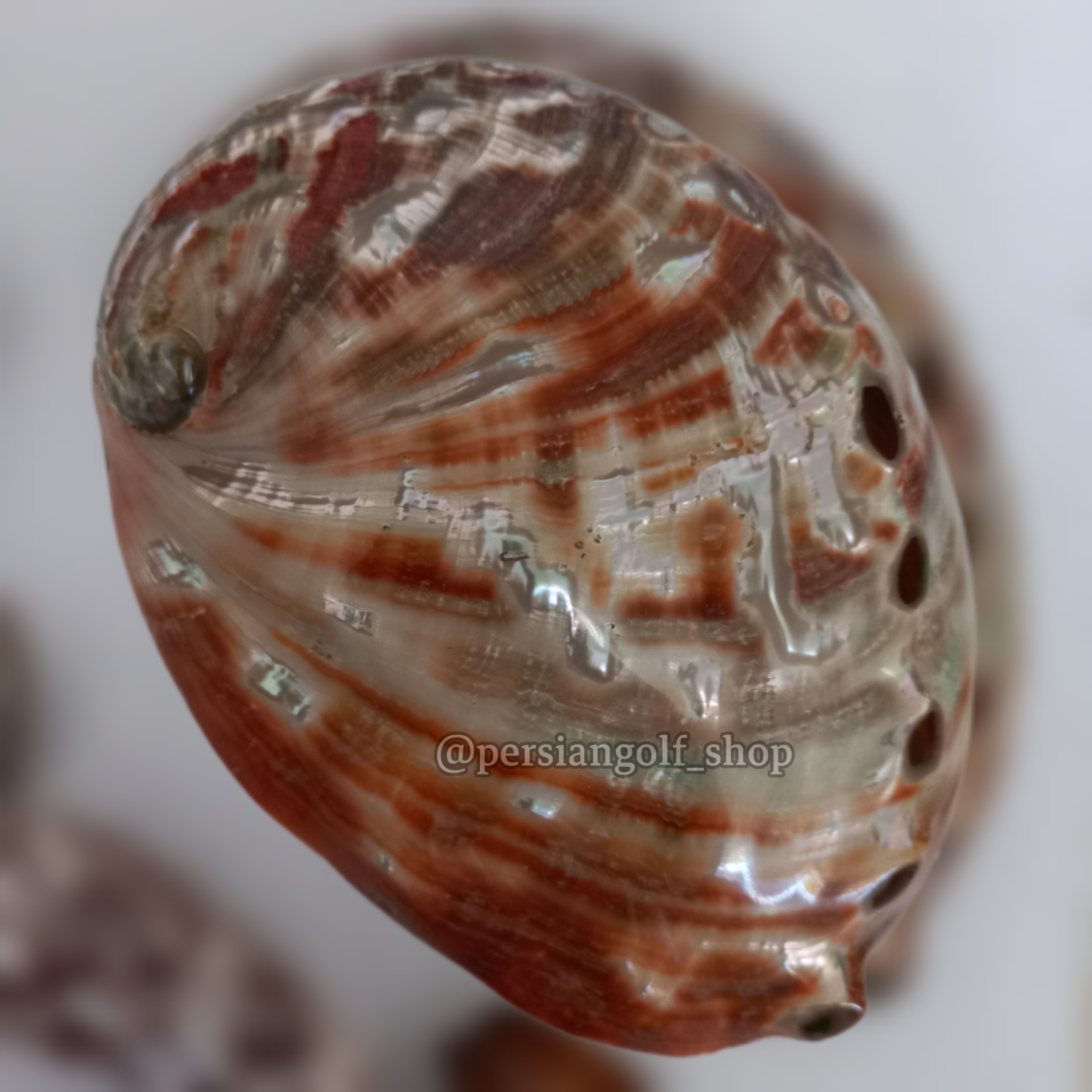 صدف آبالون قرمز کلکسیونی و بسیاااار  خاص و نایاب با کیفیت فوق عالی