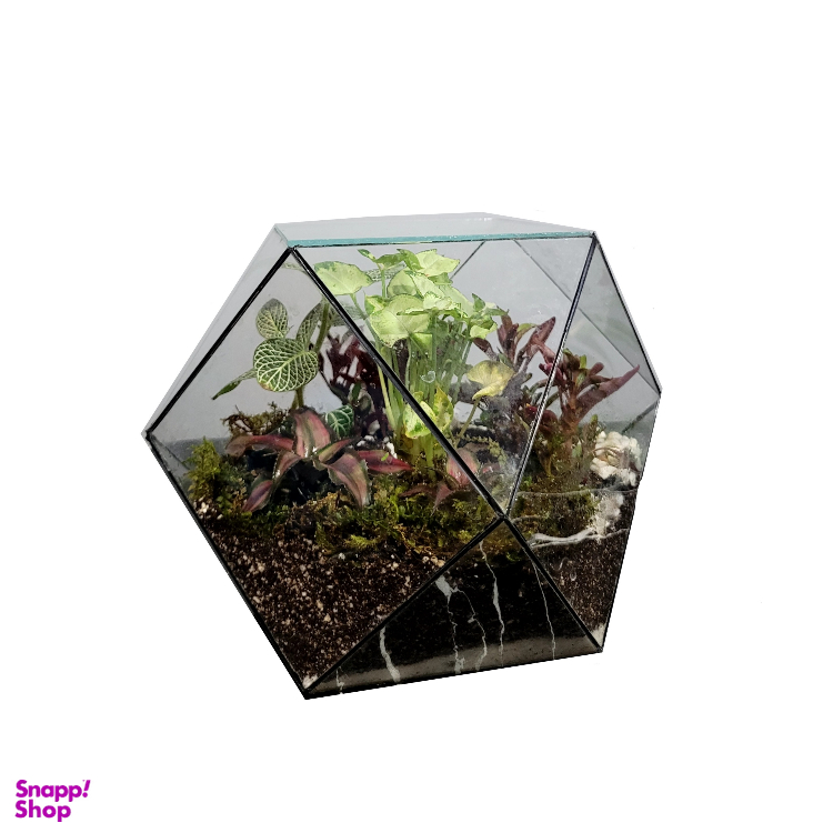 تراریوم کد 02