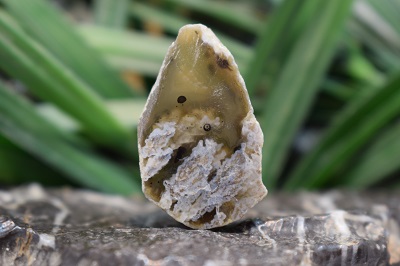 راف عقیق شجر فردوس