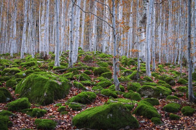 خرید و دانلود عکس Nature-Part-8 کد 37229 | پیک فاکس | Pic Fox