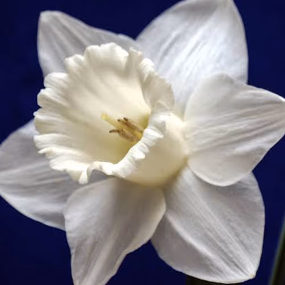 پیاز  کمیاب گل نرگس هلندی white