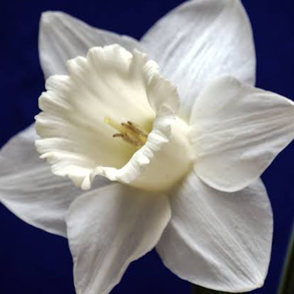 پیاز کمیاب گل نرگس هلندی white