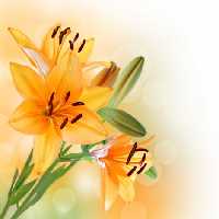 خرید و دانلود عکس Flower-Part-9 کد 18386 | پیک فاکس | Pic Fox