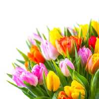 خرید و دانلود عکس Flower-Part-2 کد 17696 | پیک فاکس | Pic Fox