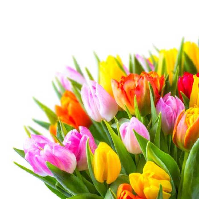 خرید و دانلود عکس Flower-Part-2 کد 17696 | پیک فاکس | Pic Fox