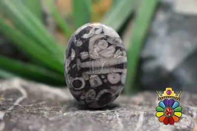 کرینوئید فسیل