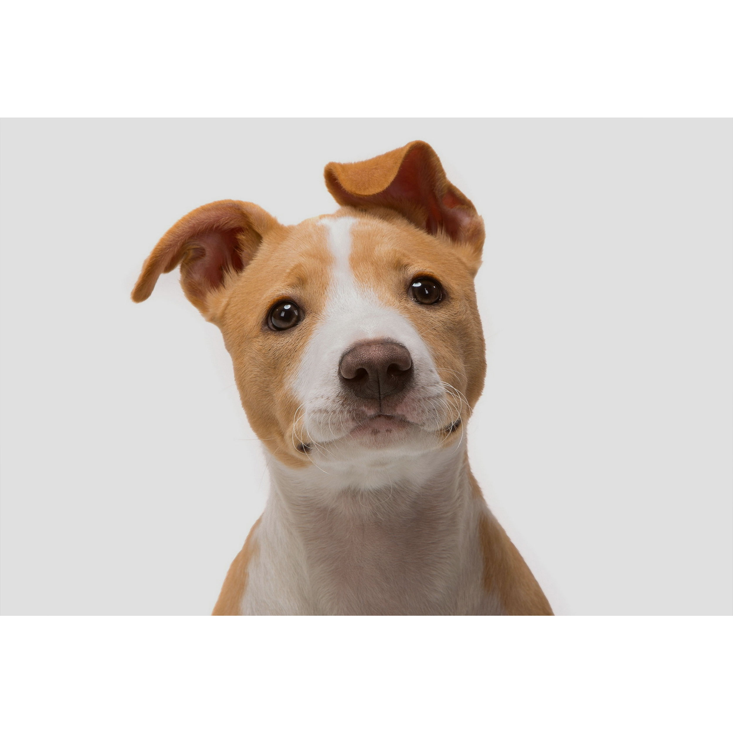 تابلو شاسی طرح سگ مدل T1603