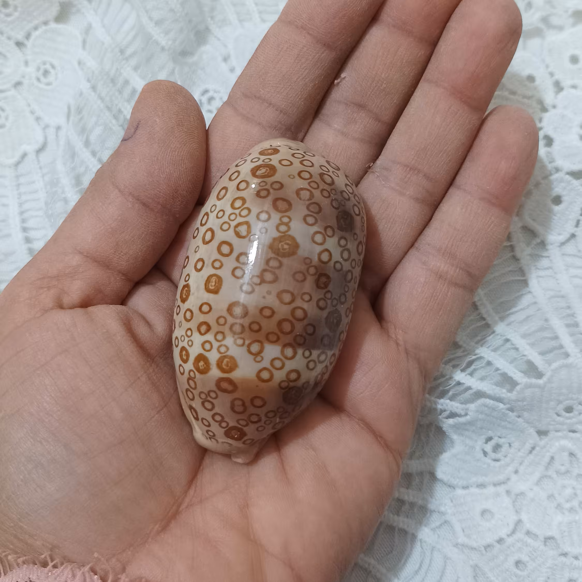 سیپرا ی زیبای اهویی. مناسب دکوری و عکاسی و کارهای هنری