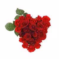 خرید و دانلود عکس Flower-Part-2 کد 17720 | پیک فاکس | Pic Fox