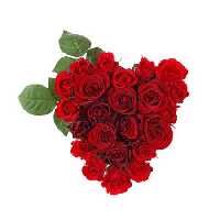 خرید و دانلود عکس Flower-Part-2 کد 17720 | پیک فاکس | Pic Fox
