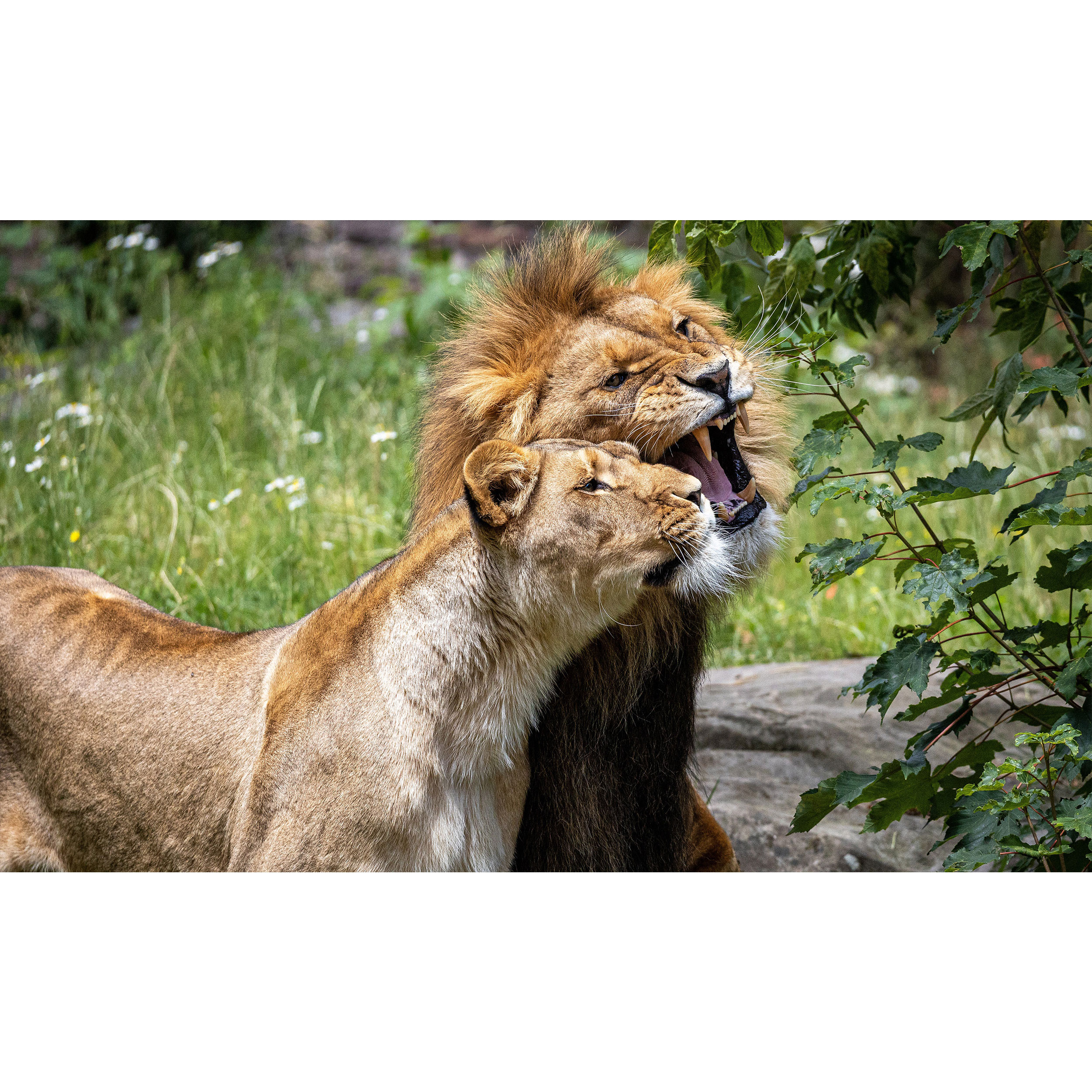 تابلو شاسی طرح شیر نر و ماده مدل T7820