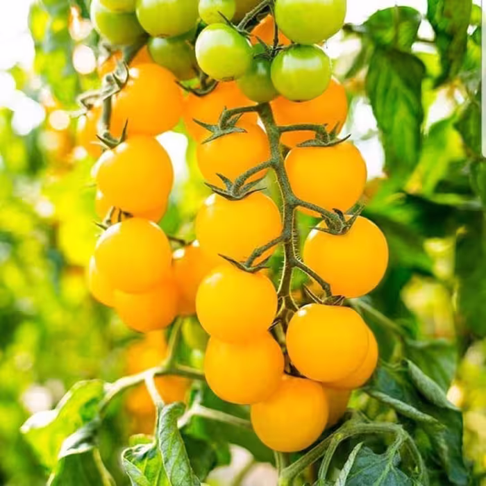 بذر گوجه چری زرد درختی