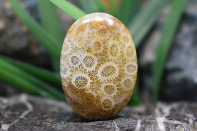 مرجان فسیلی