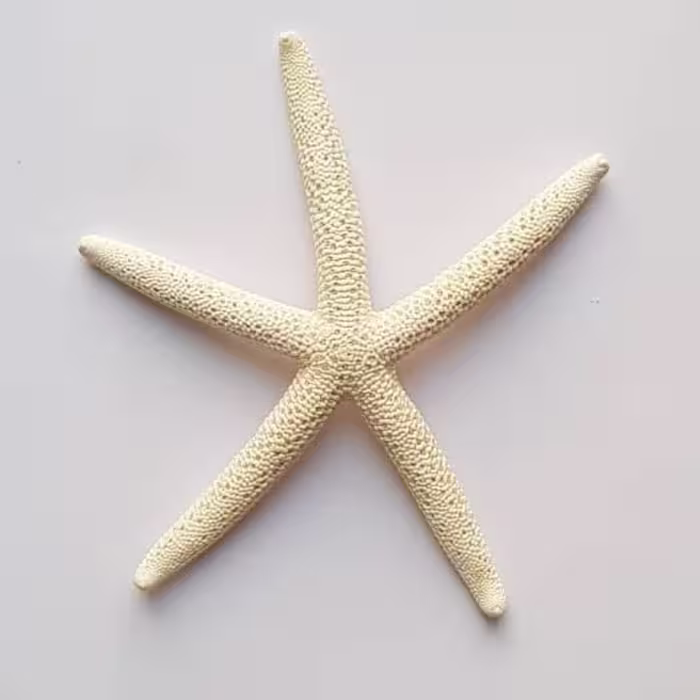 ستاره فانتزی