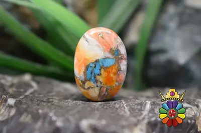 صدف خاردار ترکیبی