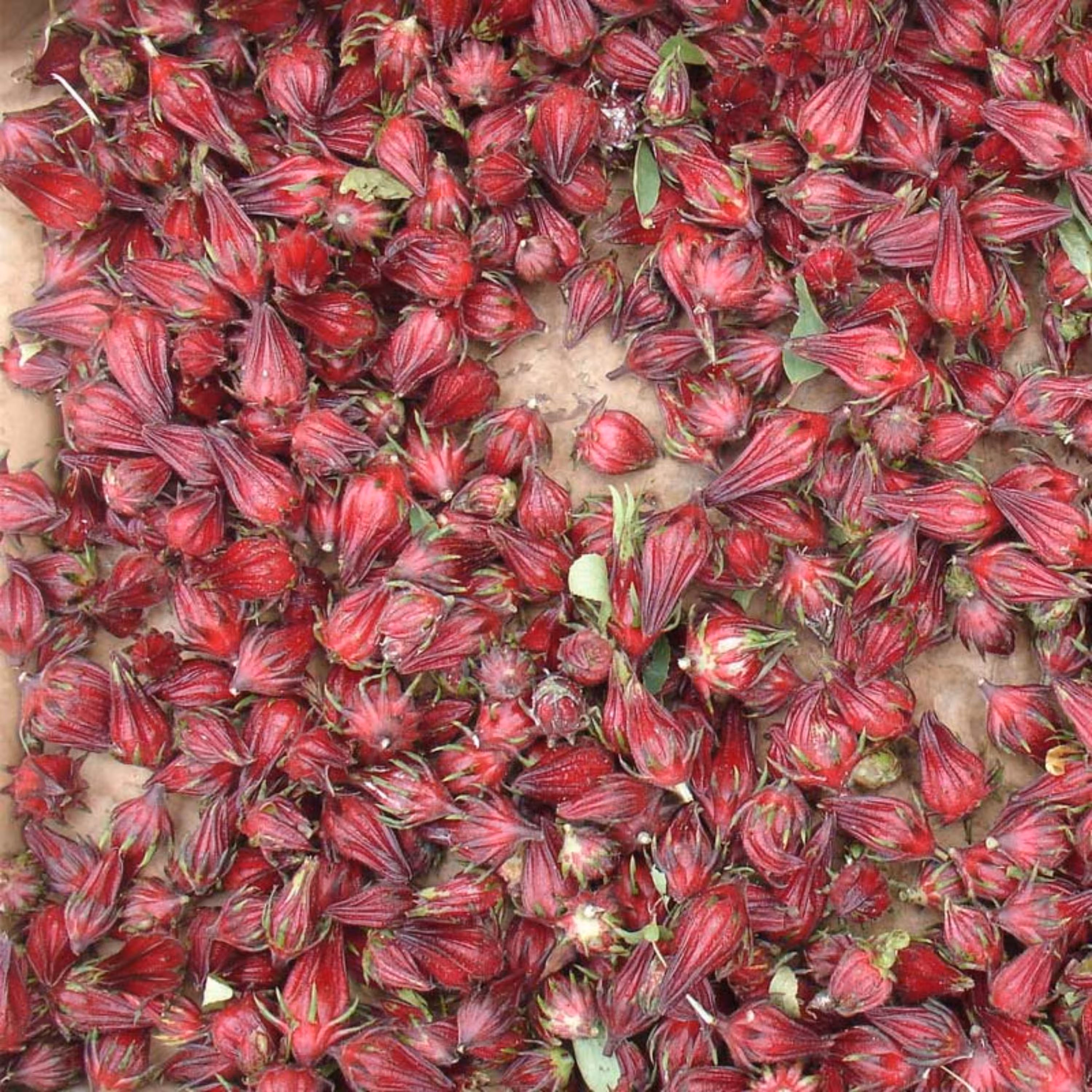 بذر چای ترش 1 گرمی