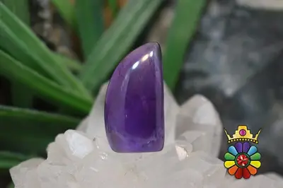 امتیست دامله(کاپوشی)