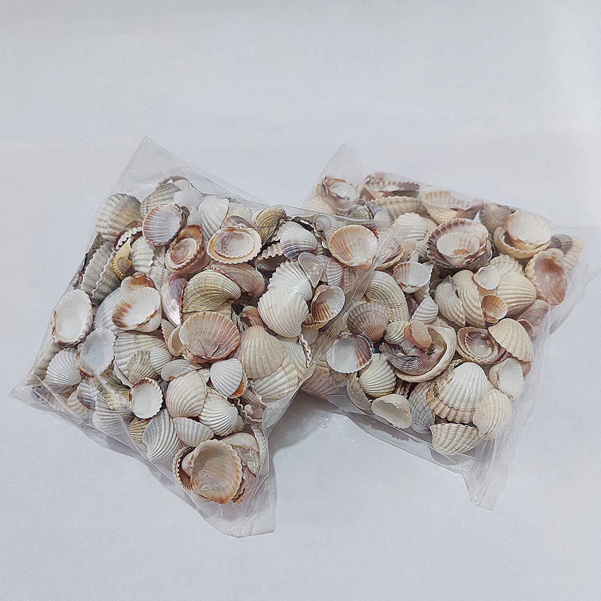 صدف طبیعی دریا بسته 100 گرمی
