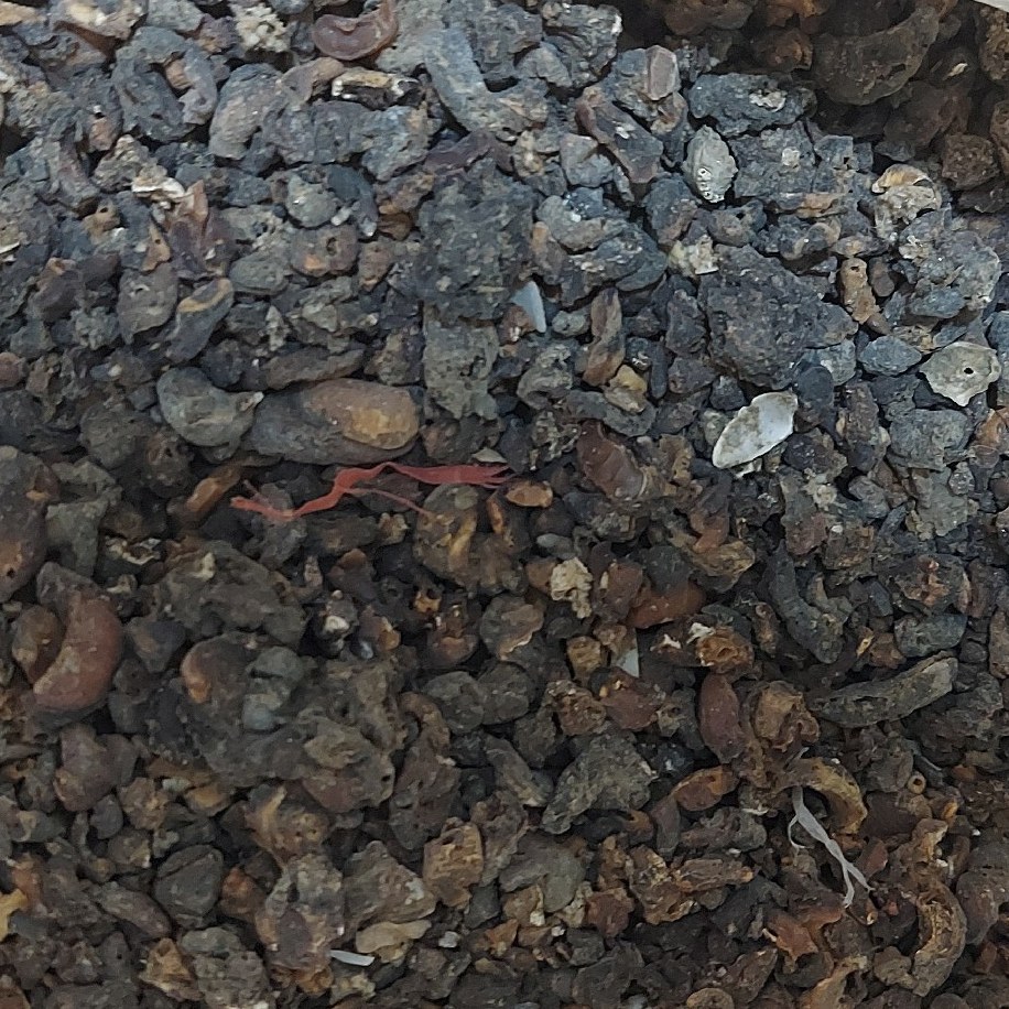  زالو خشک پاکستانی یک کیلو (به اصطلاح)