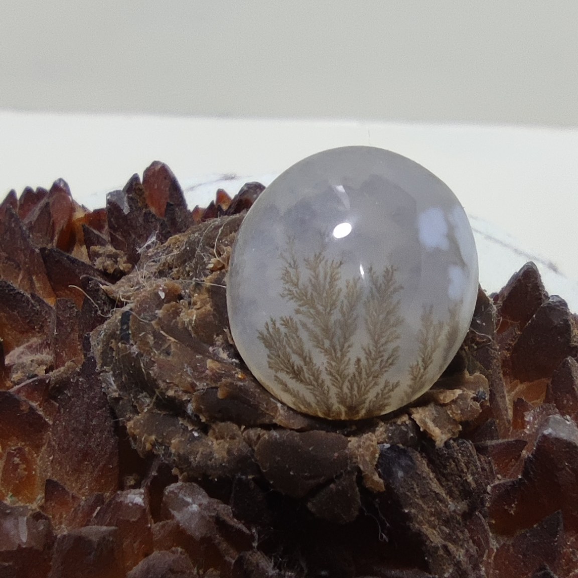 نگین شجر طبیعی و خوش نقش