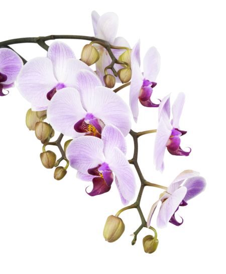 خرید و دانلود عکس Orchid flower کد 38134 | پیک فاکس | Pic Fox