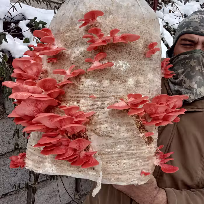 بذر قارچ صدفی  صورتی  سالمون کیسه اسپان  1000 گرمی