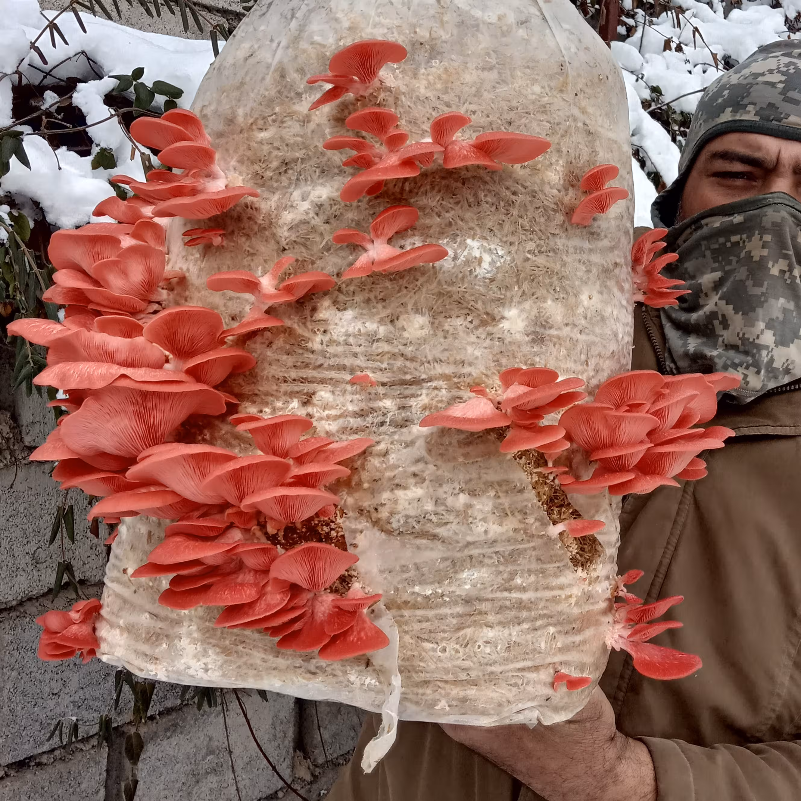 بذر قارچ صدفی  صورتی  سالمون کیسه اسپان  1000 گرمی