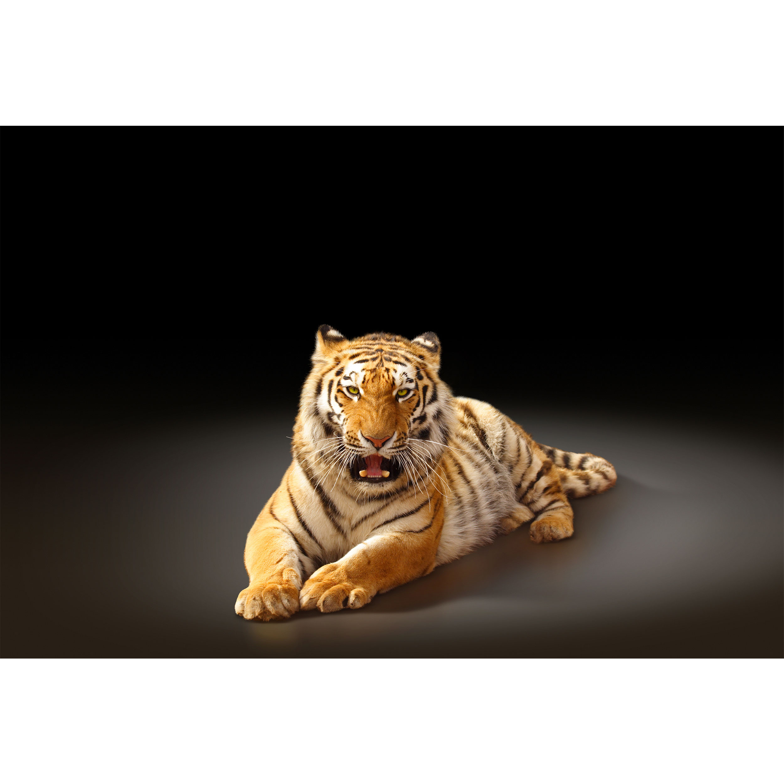 تابلو شاسی طرح ببر مدل T2156