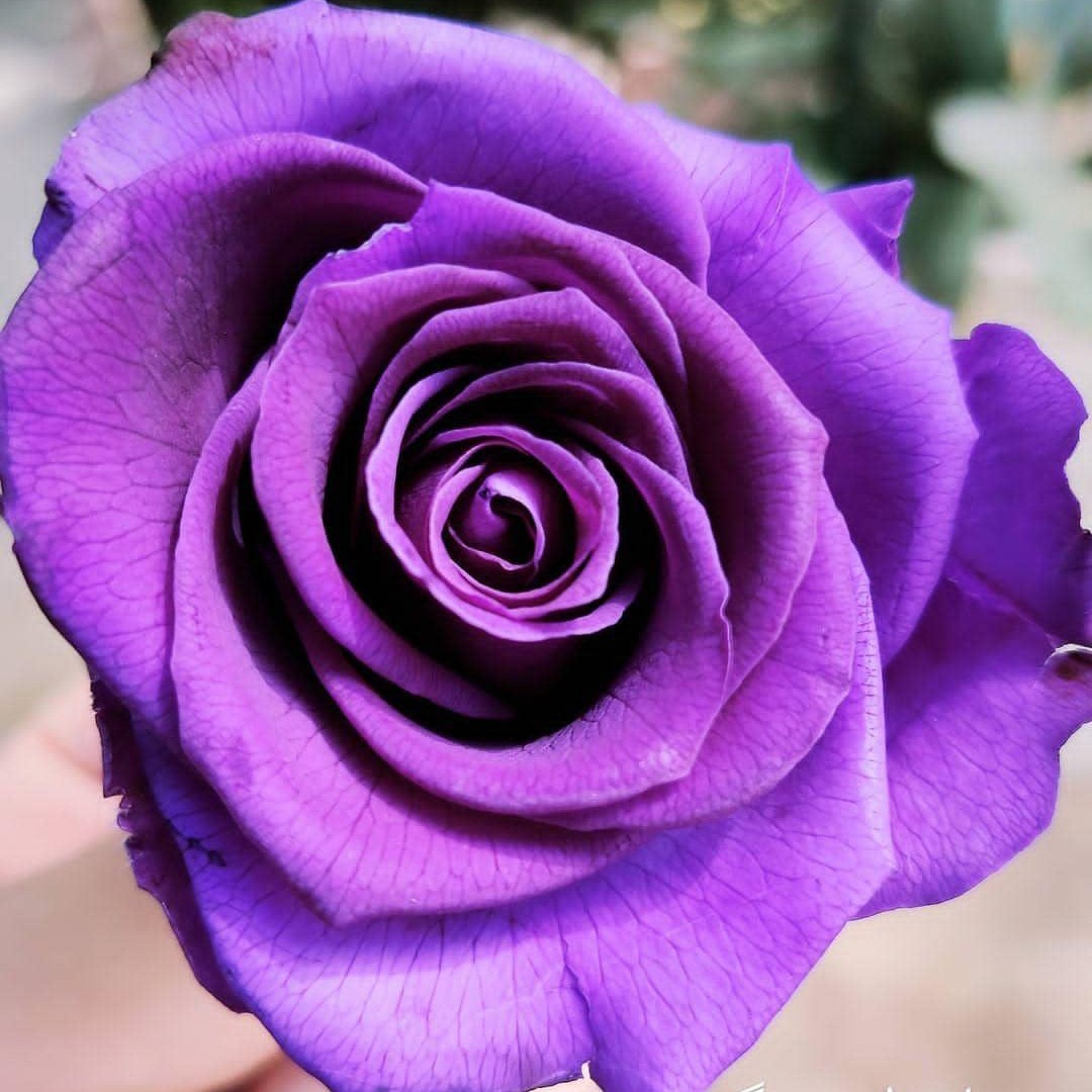 گل رز هلندی جاودان بسته 9 عددی قیمت عمده