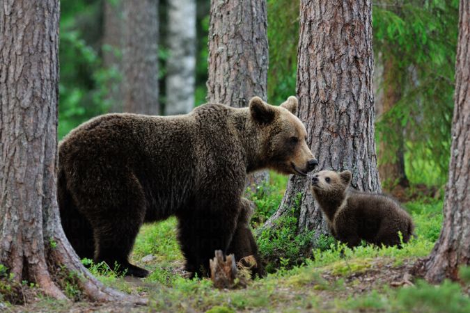 خرید و دانلود عکس Collection of images of cubs bears کد 13138 | پیک فاکس | Pic Fox