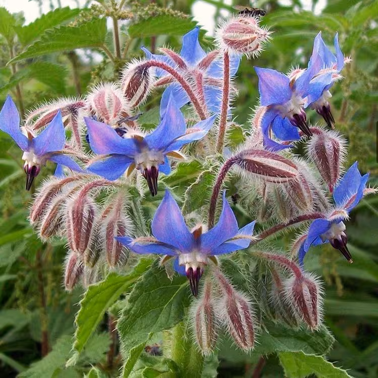 بذر گل گاوزبان اروپایی