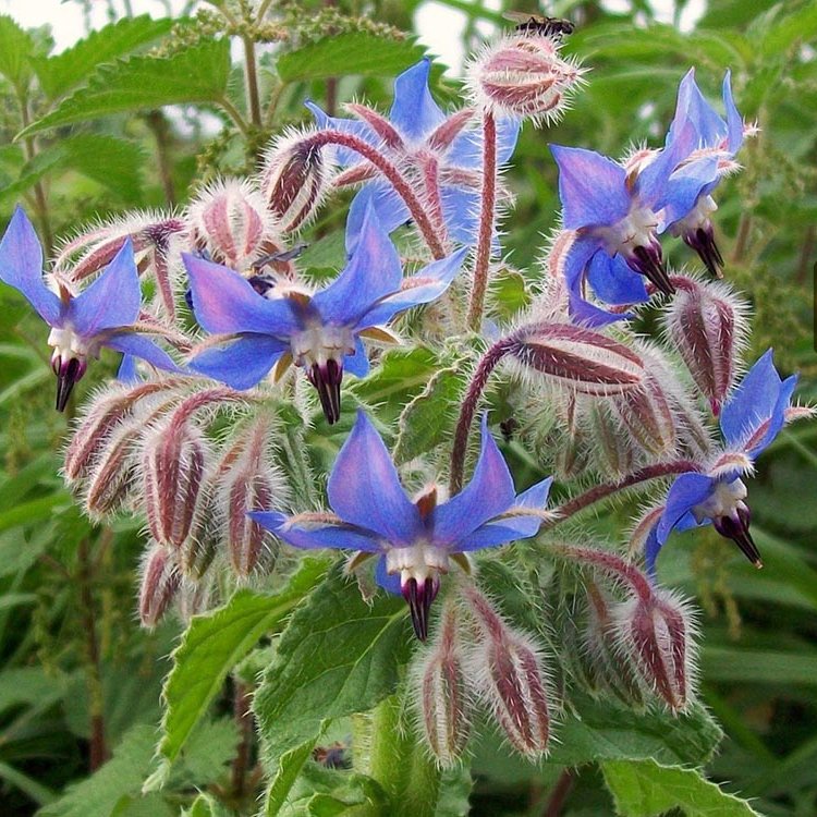 بذر گل گاوزبان اروپایی